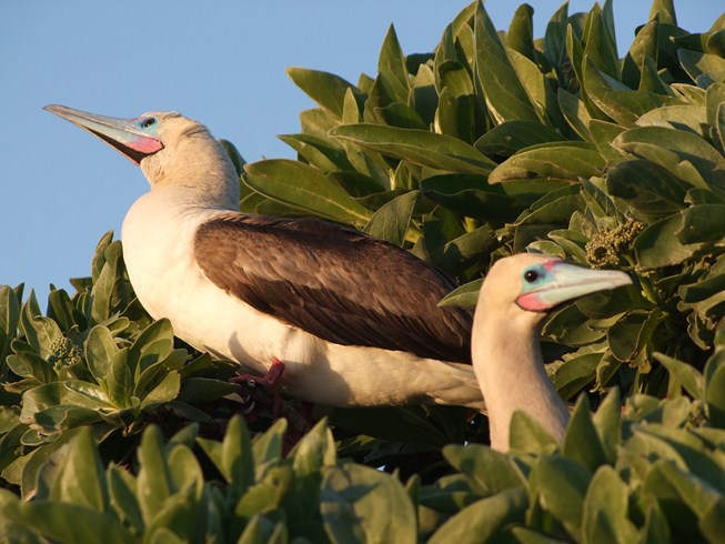 Birds